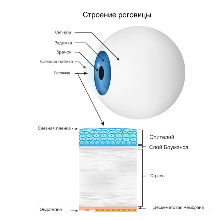 Строение_роговицы