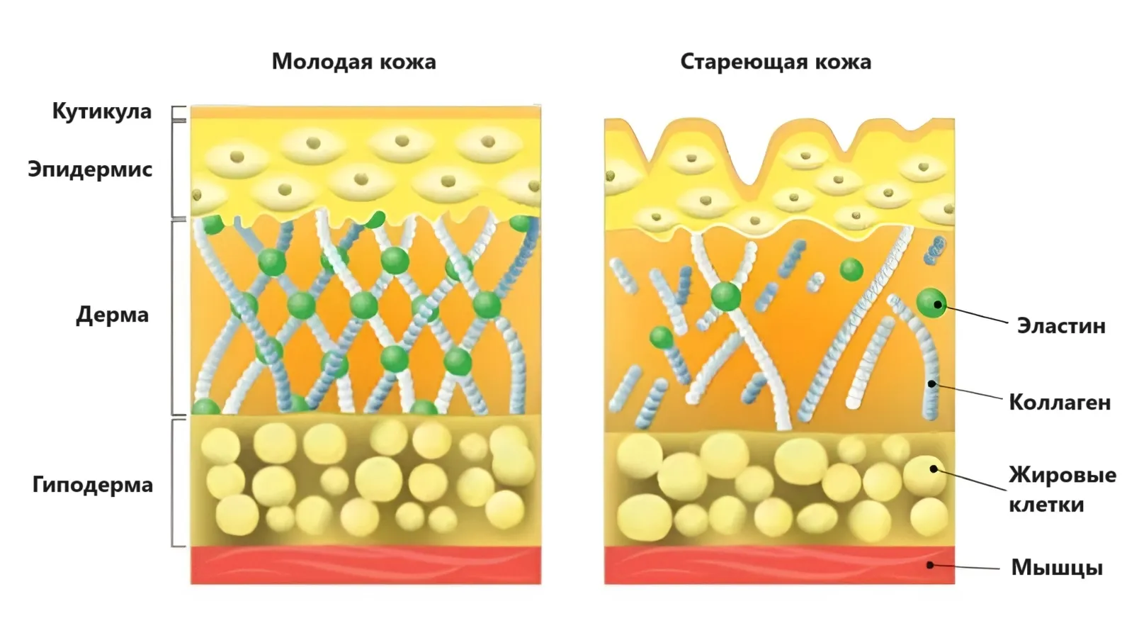 Коллаген