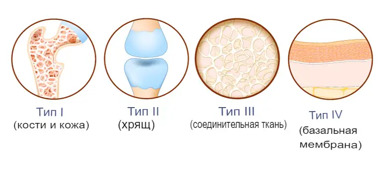 Типы коллагена