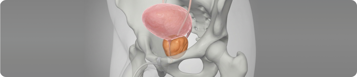 Доброкачественная гиперплазия предстательной железы (ДГПЖ) - анатомическое строение