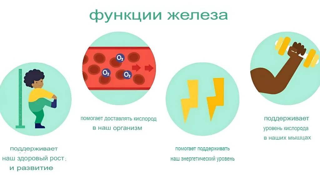 Функции железа для организма